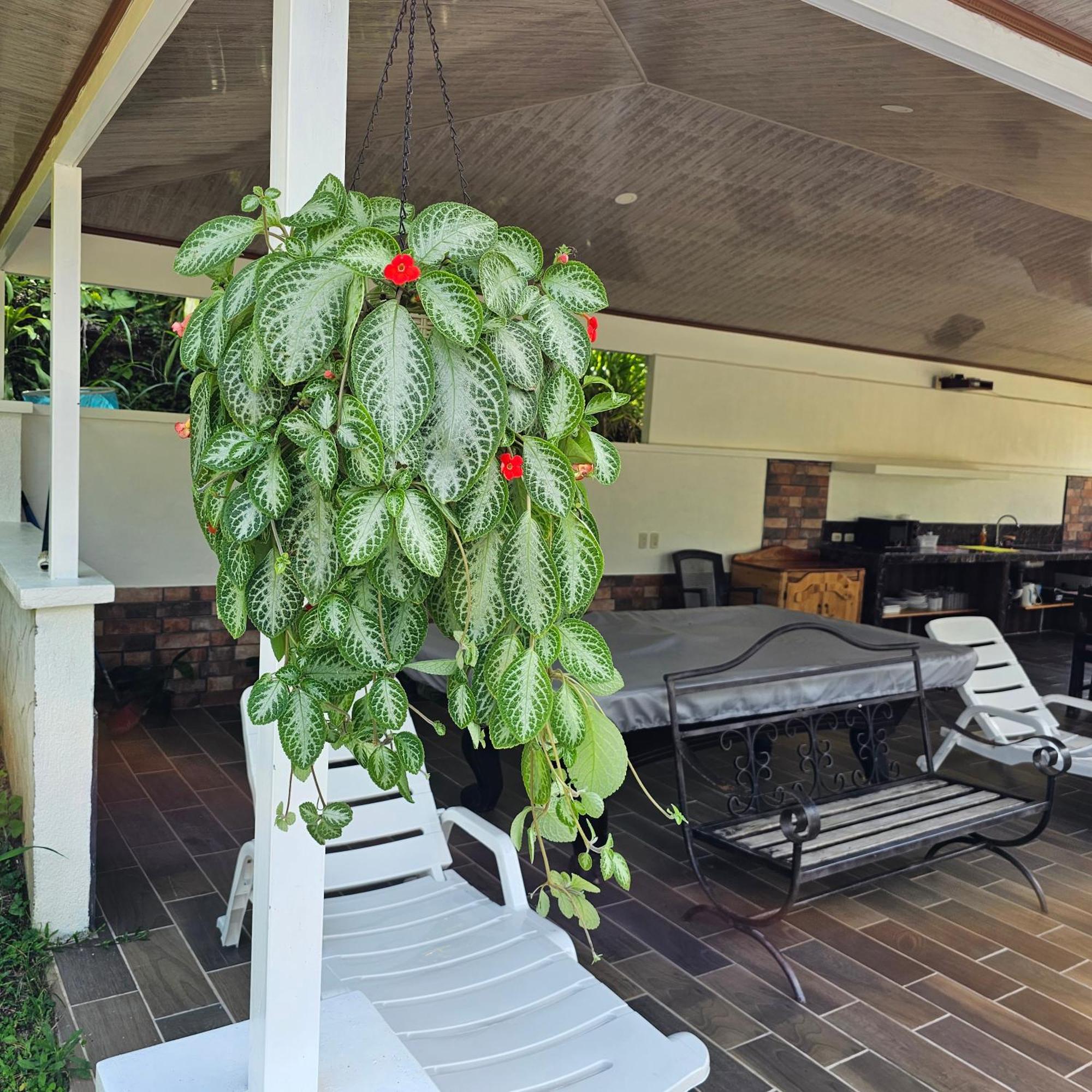 La FortunaLumbres Arenal别墅 外观 照片